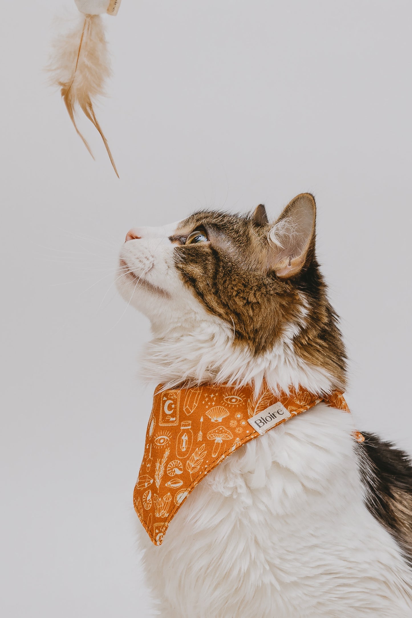 Bandana Citrouille Tarot