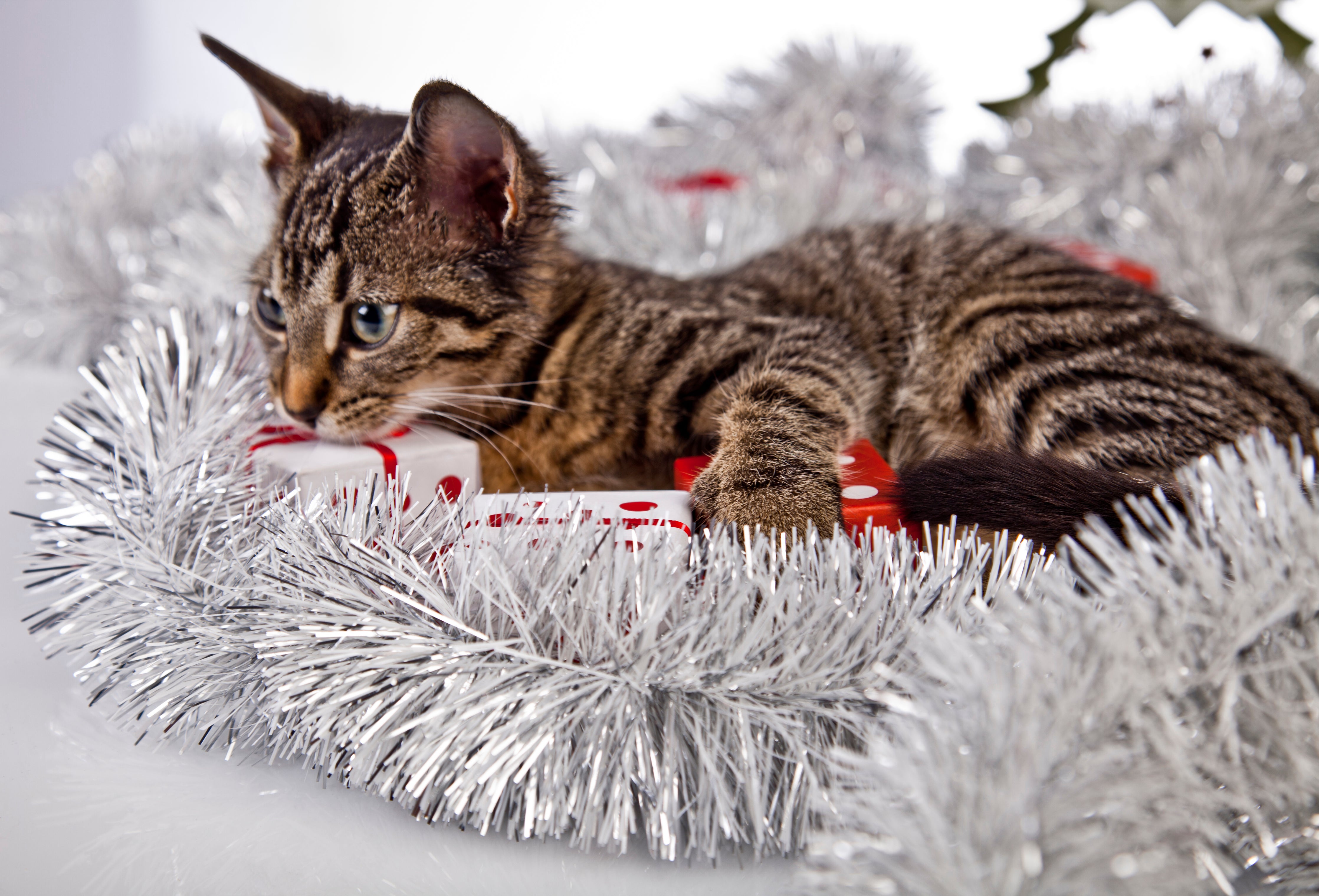 how-to-keep-cats-away-from-christmas-tree-bloire