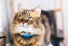 Langage corporel du chat : ce que les comportements courants signifient pour l'humeur, la santé et plus encore de votre chat