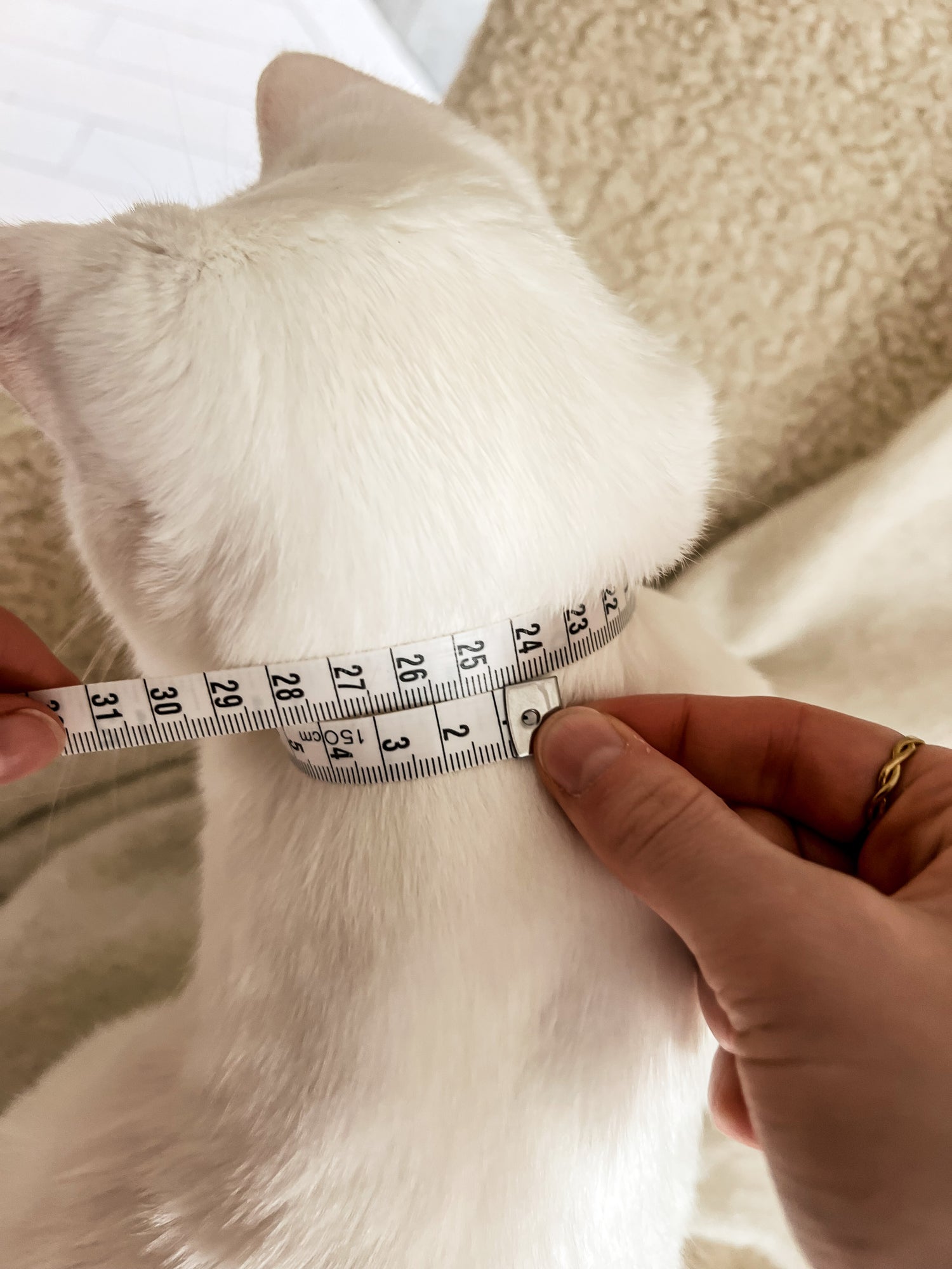 Measuring your cat for a Harness. Front Measurement.