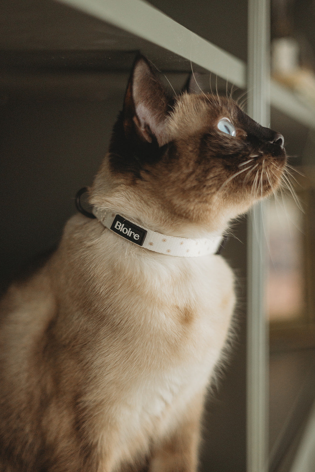 Flower Power Collar