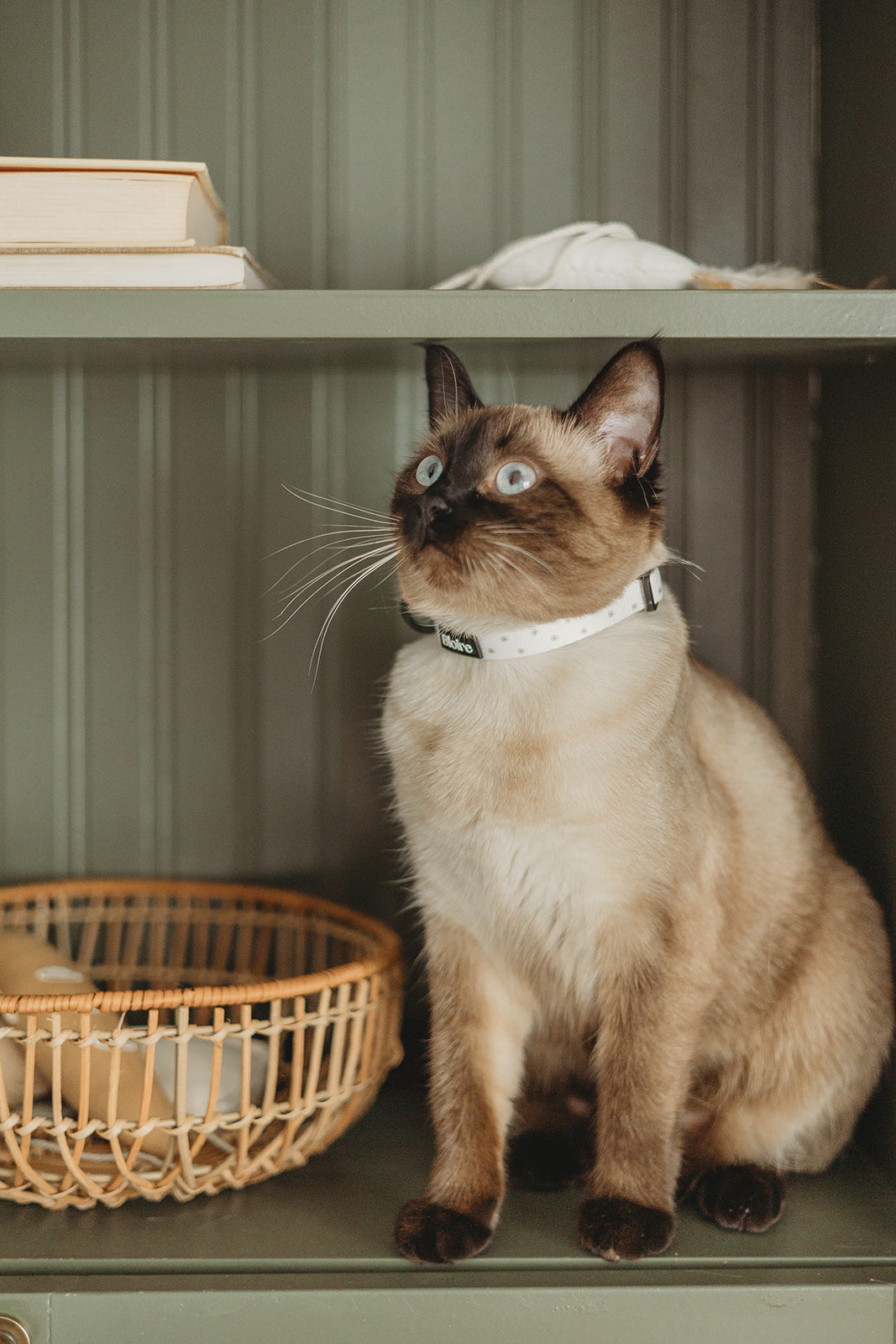 Flower Power Collar