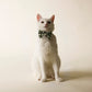 White cat wearing Bloire Bowtie Green Plaid