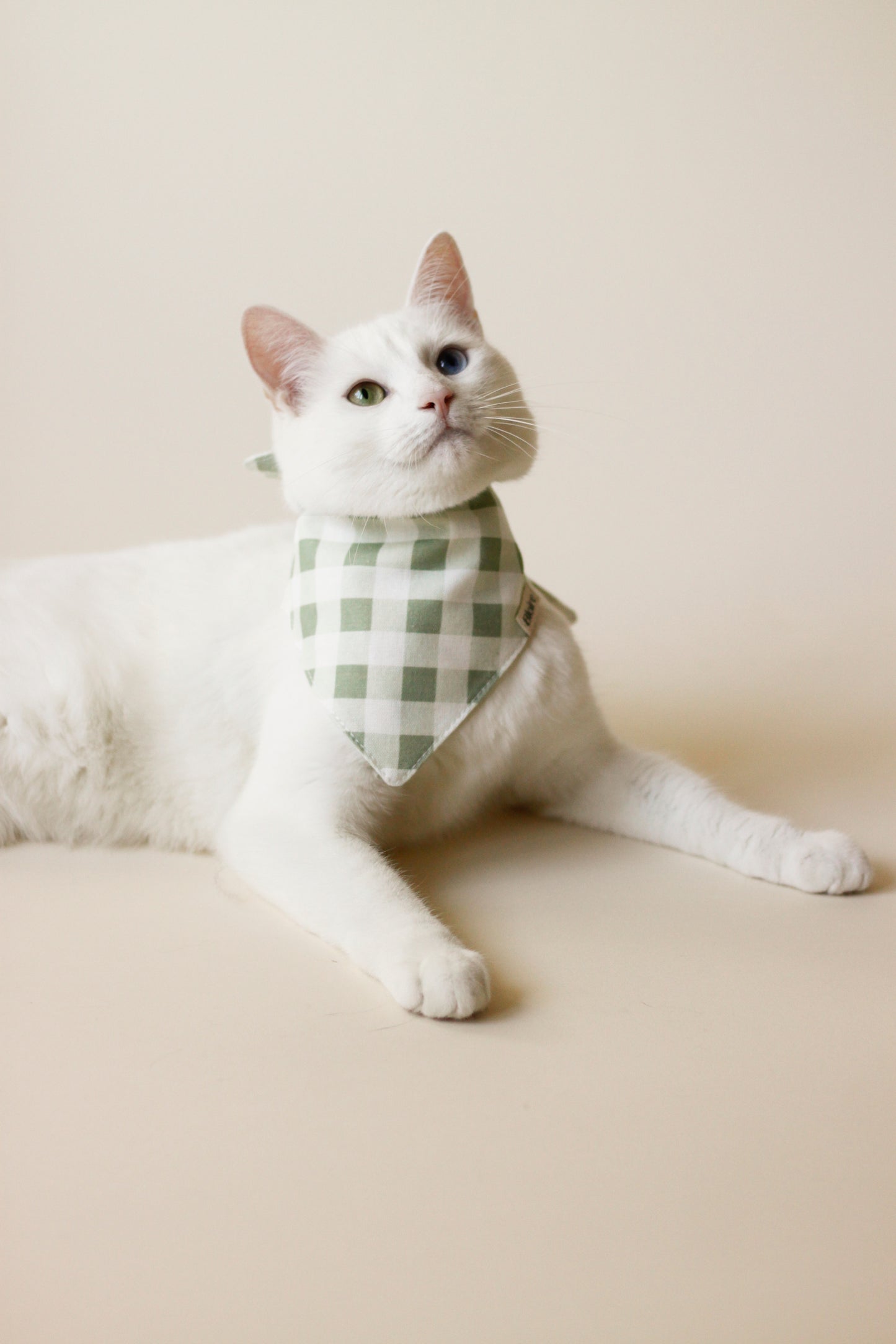 White cat wearing  Bandana Pastel Vichy  |  Bloire